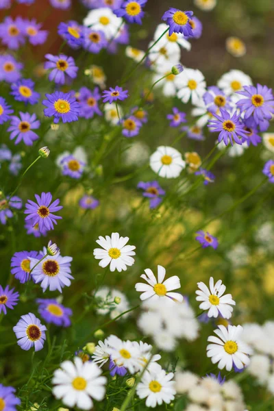 Sommerrasen Mit Weißen Und Lila Gänseblümchen Und Wildblumen Sommer Hintergrund — Stockfoto