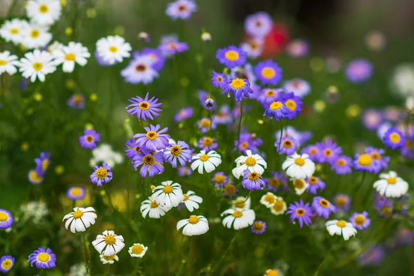 Sommerrasen Mit Weißen Und Lila Gänseblümchen Und Wildblumen Sommer Hintergrund — Stockfoto