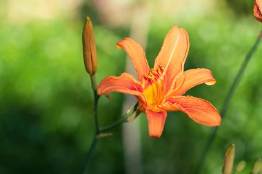 closeup , su damlaları ile güzel portakal zambak (Lilium bulbiferum)