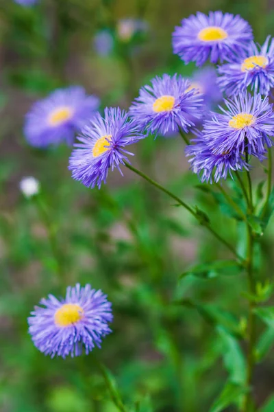 Nahaufnahme Von Lila Flauschigen Blüten Mit Gelber Mitte Selektiver Fokus — Stockfoto