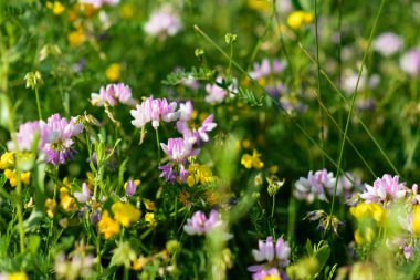 Parlak Coronilla gül çiçek yakın çekim. seçici odak. yaz saati