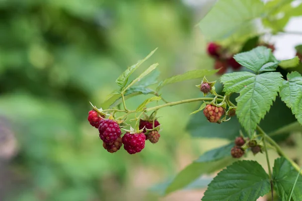 Fechar Framboesas Orgânicas Maduras Deliciosas Arbusto Eco Jardinagem — Fotografia de Stock