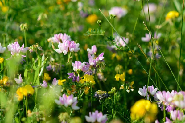 Close Van Heldere Coronilla Rose Bloemen Selectieve Focus Zomertijd — Stockfoto