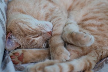Bahçe bankında uyuyan bir kedinin yakını. seçici odaklama .