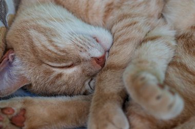 Bahçe bankında uyuyan bir kedinin yakını. seçici odaklama .