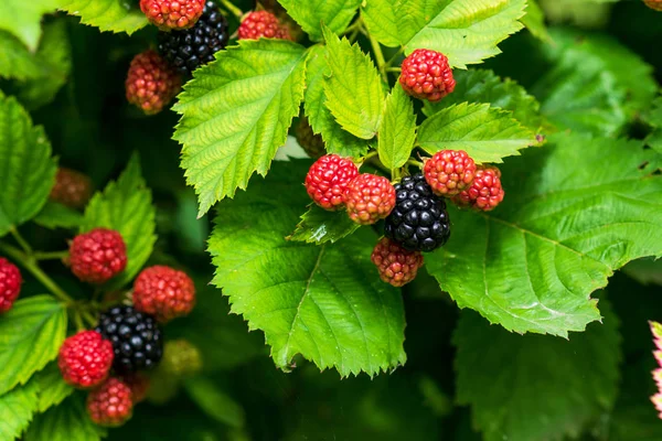 Closeup of ripe and unripe blackberries on the bush with selective focus. Bunch of berries