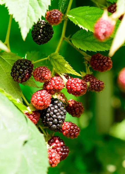 Brambleberry Macro On Bush High-Res Stock Photo - Getty Images