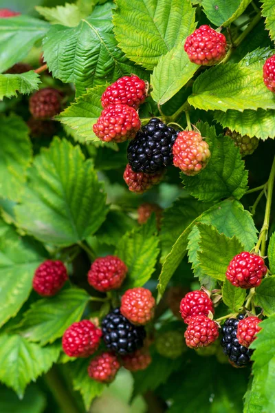 Closeup of ripe and unripe blackberries on the bush with selective focus. Bunch of berries