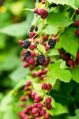 Seçici odak ile çalı olgun ve olgunlaşmamış böğürtlen yakın. Böğürtlen demeti