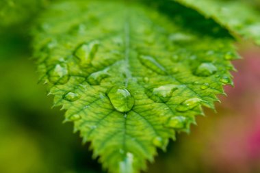yeşil arka plan. Yeşil izin/ seçici odakta su damlalarının kapatılması.