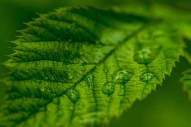 yeşil arka plan. Yeşil izin/ seçici odakta su damlalarının kapatılması.