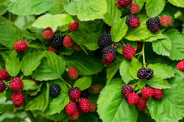 Close up of ripe and unripe blackberries on the bush with selective focus. Bunch of berries