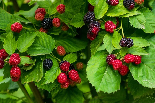 Seçici odak ile çalı olgun ve olgunlaşmamış böğürtlen yakın. Böğürtlen demeti