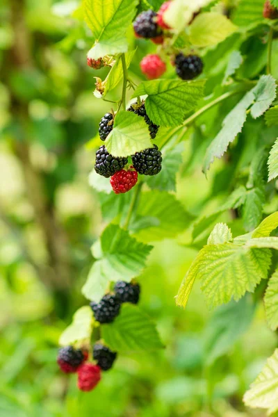 Seçici odak ile çalı olgun ve olgunlaşmamış böğürtlen yakın. Böğürtlen demeti
