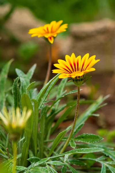 Schöne Und Helle Sommer Blumen Hintergrund — Stockfoto