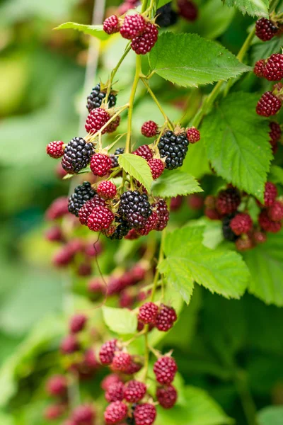 Close up of ripe and unripe blackberries on the bush with selective focus. Bunch of berries