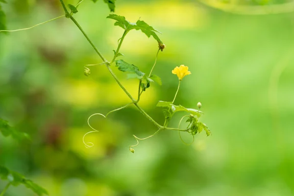 Uzavřete Větev Květinu Momordica Indická Okurka Momordica Charantia Selektivní Zaměření — Stock fotografie