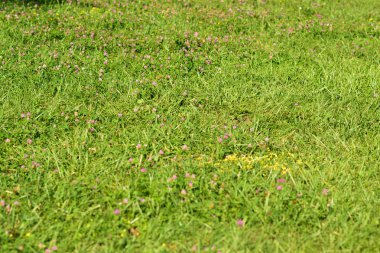 yumuşak gül bokeh ile yeşil çim ve Yonca arka plan 