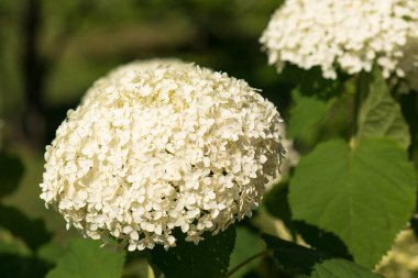 Güzel Beyaz Ortanca çiçek closeup