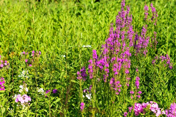Schöne Und Helle Sommer Blumen Hintergrund — Stockfoto