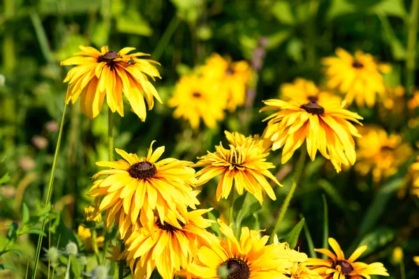 Güzel ve parlak yaz çiçekleri arka plan.