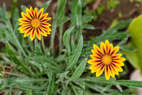 Vackra Arctotis Blomma Afrikansk Daisy — Stockfoto