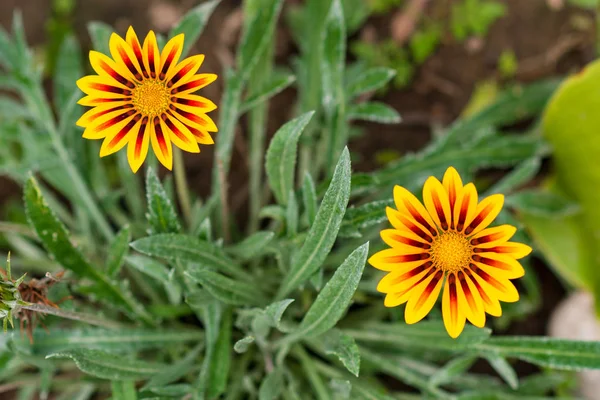 Bellissimo Fiore Arctotis Margherita Africana — Foto Stock