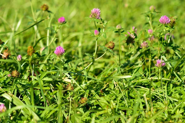 Nahaufnahme Von Invasiven Rosenklee Trifolium Hirtum Wildblumen Die Auf Einem — Stockfoto