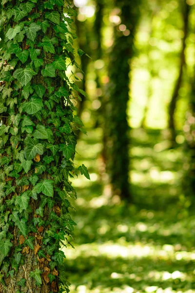 Yeşil Sarmaşık Örgülü Ağaç Arka Planda Ağaçların Arasından Nüfuz Güneş — Stok fotoğraf