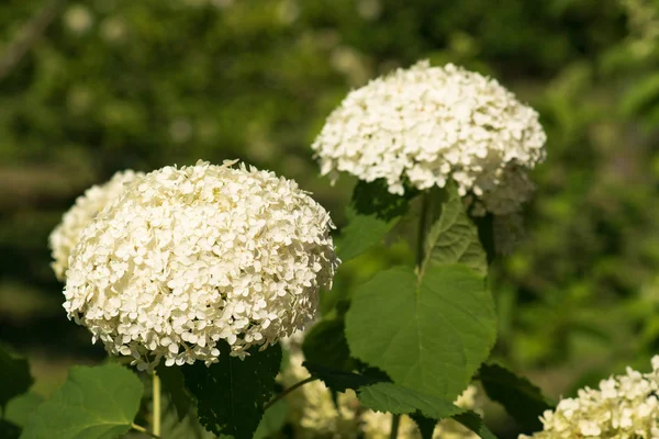 Vértes Gyönyörű Fehér Hortenzia Virágok — Stock Fotó