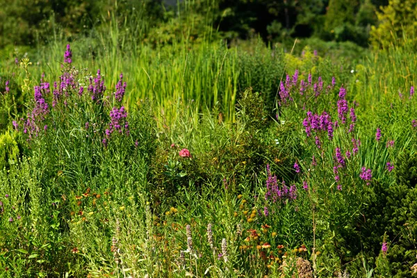 Schöne Und Helle Sommer Blumen Hintergrund — Stockfoto