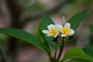 Ağaçta açan su çiçeği, beyaz sarı kırılgan tropikal kaplıca çiçeği..