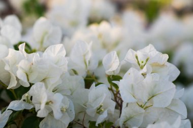 Beyaz bougainvillea 'ya yakın çekim. Yumuşak odak