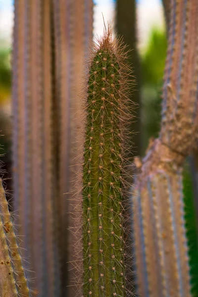 Close Prickly Cacti — Stock Photo, Image