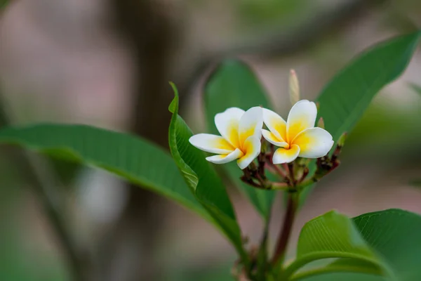 ツリー上に咲くプルメリアの花 白黄色の有形熱帯スパの花 — ストック写真