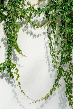 Virginia sarmaşığı, Victoria sarmaşığı, beyaz bir Galler 'de beş yapraklı sarmaşık. Metin için boşluk. ekoloji