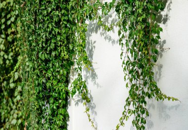 Virginia sarmaşığı, Victoria sarmaşığı, beyaz bir Galler 'de beş yapraklı sarmaşık. Metin için boşluk. ekoloji