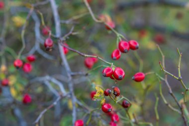 Olgun kırmızı böğürtlen dalda gül kalçası