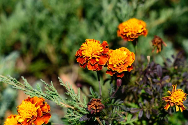 Nahaufnahme Von Gelben Und Orangefarbenen Ringelblumen — Stockfoto