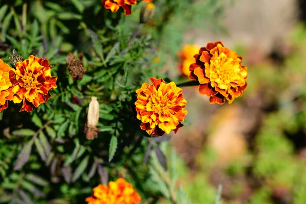 Nahaufnahme Von Gelben Und Orangefarbenen Ringelblumen — Stockfoto