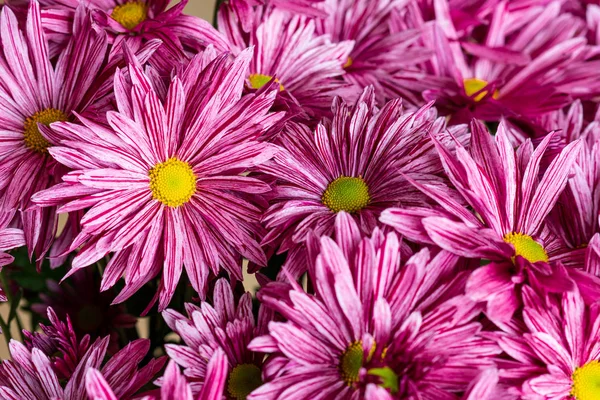 Closeup Large Pink Chrysanthemums Golden Daisy Background — Stock Photo, Image
