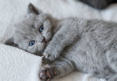 Küçük şirin mavi bir kedi. İngiliz kısa saçı. 2-3 haftalık.