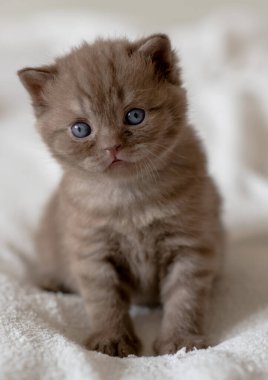 Küçük çikolata kedicik İngiliz kısa saçı 2-3 haftalık