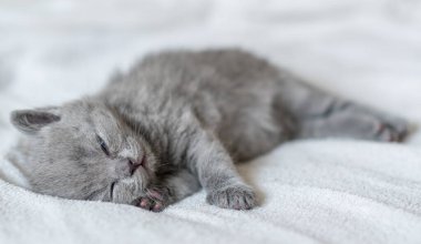 Küçük şirin mavi bir kedi. İngiliz kısa saçı. 2-3 haftalık.