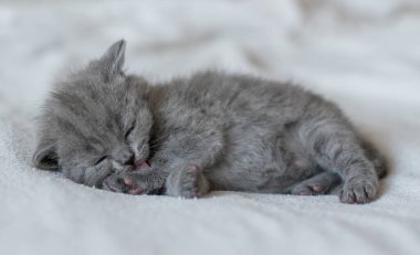 Küçük şirin mavi bir kedi. İngiliz kısa saçı. 2-3 haftalık.