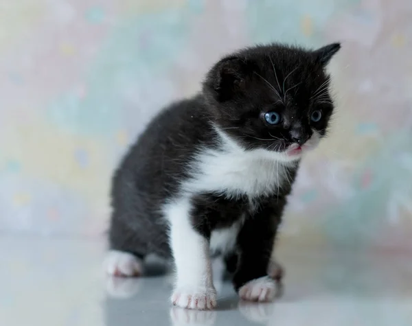Portrait Bicolor Black White British Short Hair Kitten Little Funny — Stock Photo, Image