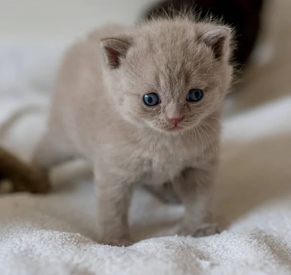 淡紫色英国短毛猫咪的肖像 3周大的 有趣的 有软色头发的小猫 — 图库照片