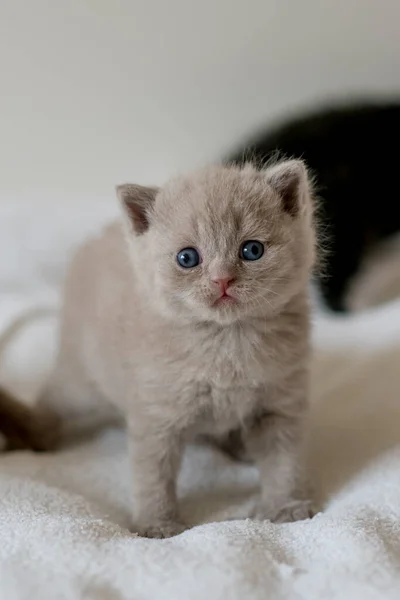 Retrato Lilás Britânico Cabelo Curto Kitten Little Engraçado Semanas Idade — Fotografia de Stock