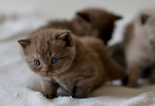 Pequeño Gatito Chocolate Británico Pelo Corto Semanas Edad — Foto de Stock