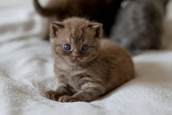 小さなチョコレート子猫英国の短い髪2 3週歳 — ストック写真
